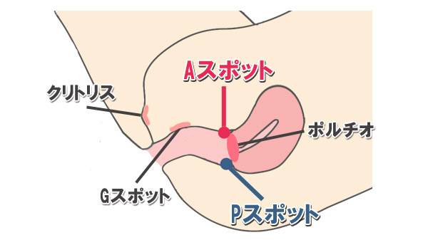 AスポットとPスポットの場所