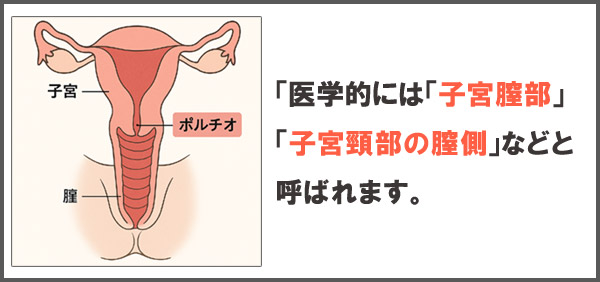 ポルチオ説明