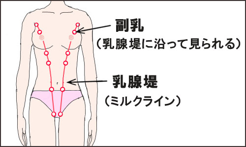 ミルクライン